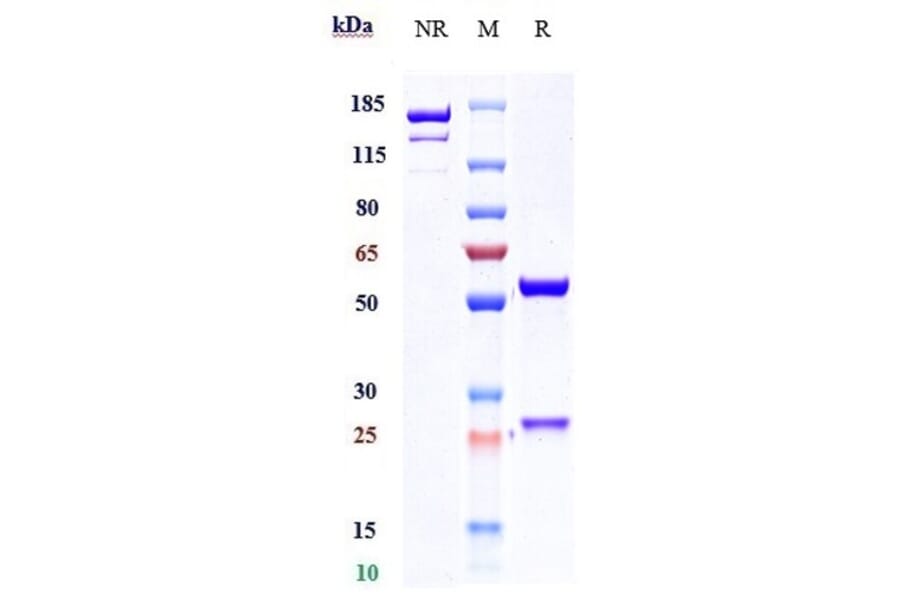 SDS-PAGE - Fezakinumab Biosimilar - Anti-IL-22 Antibody - Low endotoxin, Azide free (A323450) - Antibodies.com