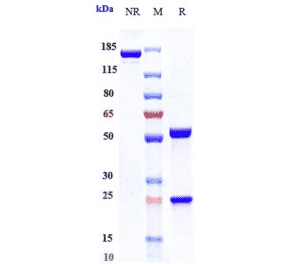 SDS-PAGE - Fianlimab Biosimilar - Anti-LAG-3 Antibody - Low endotoxin, Azide free (A323451) - Antibodies.com