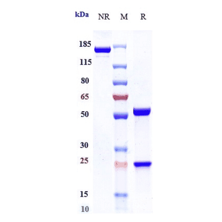 SDS-PAGE - Fianlimab Biosimilar - Anti-LAG-3 Antibody - Low endotoxin, Azide free (A323451) - Antibodies.com