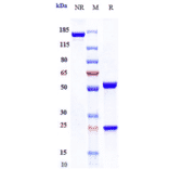 SDS-PAGE - Fianlimab Biosimilar - Anti-LAG-3 Antibody - Low endotoxin, Azide free (A323451) - Antibodies.com