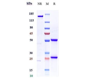 SDS-PAGE - Ficlatuzumab Biosimilar - Anti-HGF Antibody - Low endotoxin, Azide free (A323452) - Antibodies.com