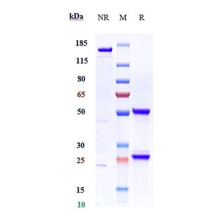 SDS-PAGE - Ficlatuzumab Biosimilar - Anti-HGF Antibody - Low endotoxin, Azide free (A323452) - Antibodies.com