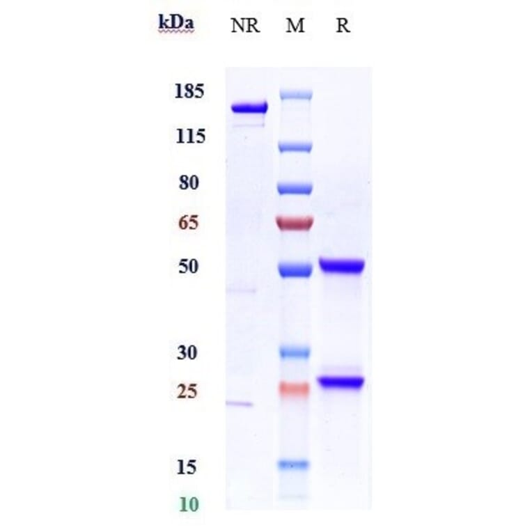 SDS-PAGE - Ficlatuzumab Biosimilar - Anti-HGF Antibody - Low endotoxin, Azide free (A323452) - Antibodies.com