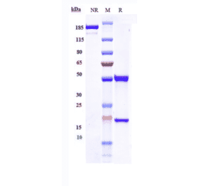 SDS-PAGE - Figitumumab Biosimilar - Anti-IGF1 Receptor Antibody - Low endotoxin, Azide free (A323453) - Antibodies.com