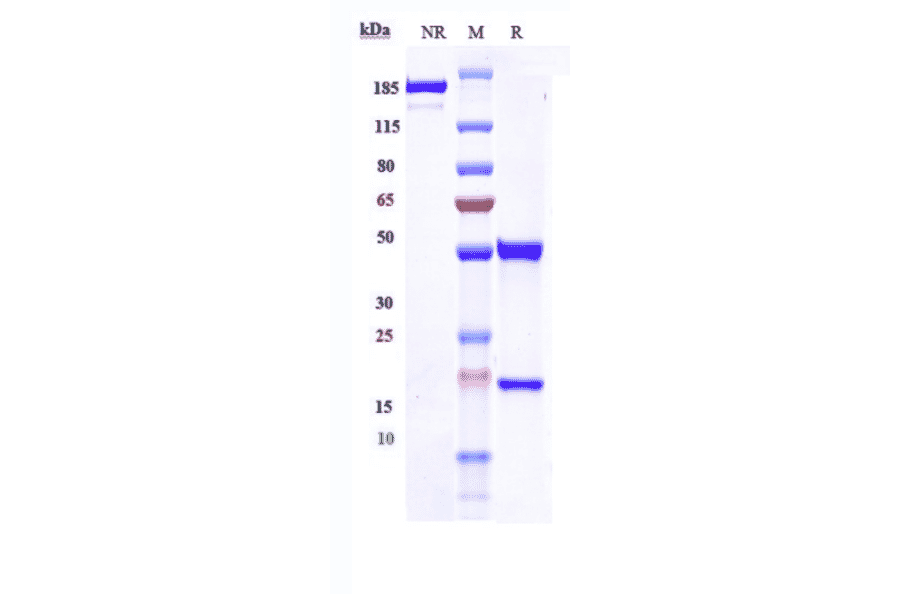 SDS-PAGE - Figitumumab Biosimilar - Anti-IGF1 Receptor Antibody - Low endotoxin, Azide free (A323453) - Antibodies.com