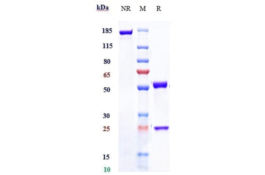 SDS-PAGE - Fletikumab Biosimilar - Anti-IL-20 Antibody - Low endotoxin, Azide free (A323456) - Antibodies.com