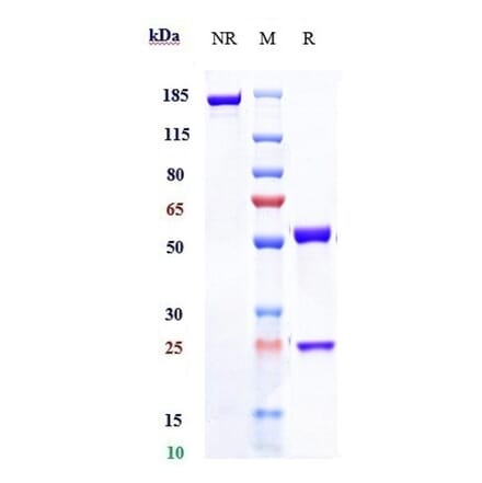 SDS-PAGE - Fletikumab Biosimilar - Anti-IL-20 Antibody - Low endotoxin, Azide free (A323456) - Antibodies.com