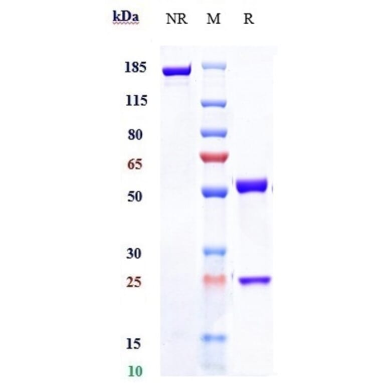 SDS-PAGE - Fletikumab Biosimilar - Anti-IL-20 Antibody - Low endotoxin, Azide free (A323456) - Antibodies.com