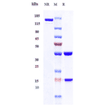 SDS-PAGE - Fontolizumab Biosimilar - Anti-Interferon gamma Antibody - Low endotoxin, Azide free (A323458) - Antibodies.com