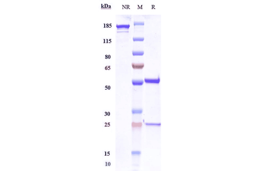SDS-PAGE - Foralumab Biosimilar - Anti-CD3 epsilon Antibody - Low endotoxin, Azide free (A323459) - Antibodies.com