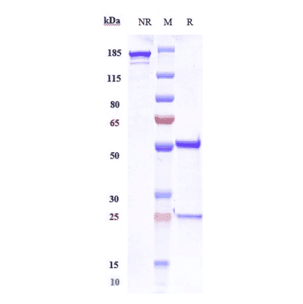 SDS-PAGE - Foralumab Biosimilar - Anti-CD3 epsilon Antibody - Low endotoxin, Azide free (A323459) - Antibodies.com