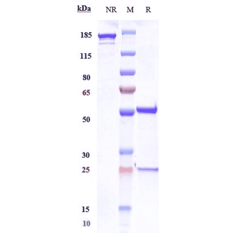 SDS-PAGE - Foralumab Biosimilar - Anti-CD3 epsilon Antibody - Low endotoxin, Azide free (A323459) - Antibodies.com