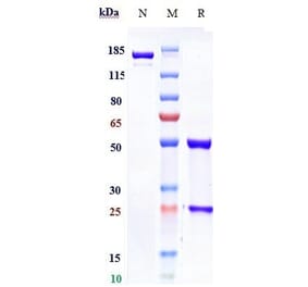 SDS-PAGE - Foravirumab Biosimilar - Anti-Rabies Virus Glycoprotein Antibody - Low endotoxin, Azide free (A323460) - Antibodies.com