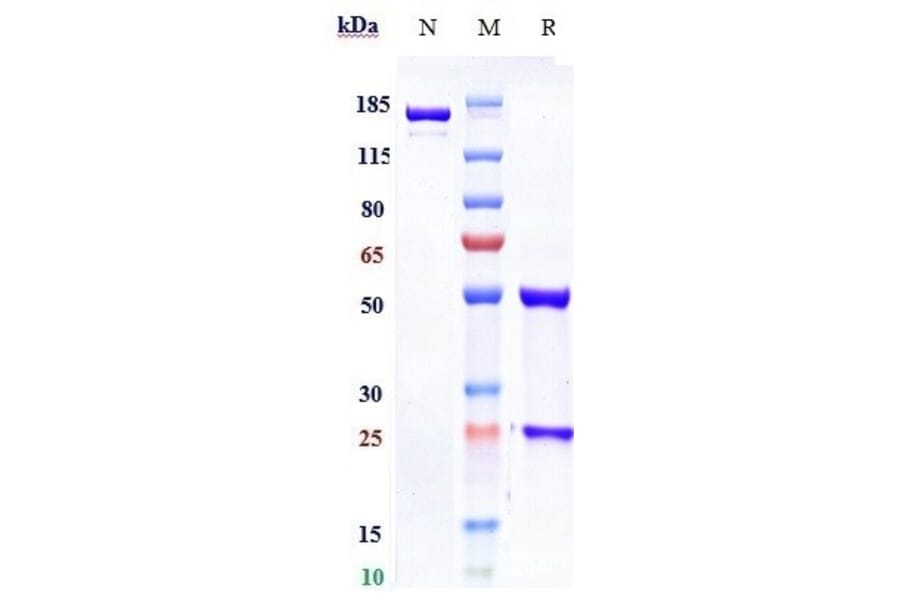 SDS-PAGE - Foravirumab Biosimilar - Anti-Rabies Virus Glycoprotein Antibody - Low endotoxin, Azide free (A323460) - Antibodies.com