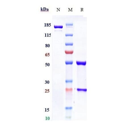 SDS-PAGE - Foravirumab Biosimilar - Anti-Rabies Virus Glycoprotein Antibody - Low endotoxin, Azide free (A323460) - Antibodies.com