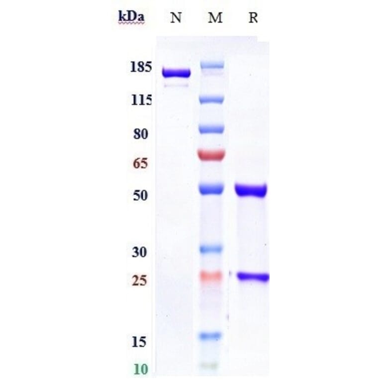 SDS-PAGE - Foravirumab Biosimilar - Anti-Rabies Virus Glycoprotein Antibody - Low endotoxin, Azide free (A323460) - Antibodies.com
