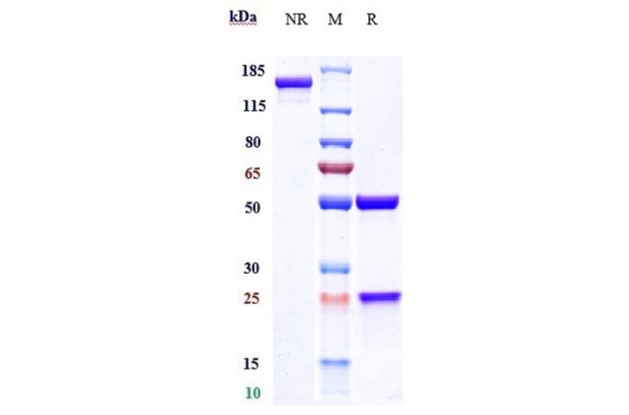 SDS-PAGE - Fremanezumab Biosimilar - Anti-CGRP-I Antibody - Low endotoxin, Azide free (A323461) - Antibodies.com