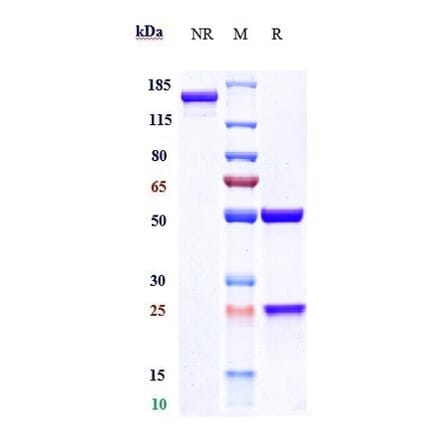 SDS-PAGE - Fremanezumab Biosimilar - Anti-CGRP-I Antibody - Low endotoxin, Azide free (A323461) - Antibodies.com