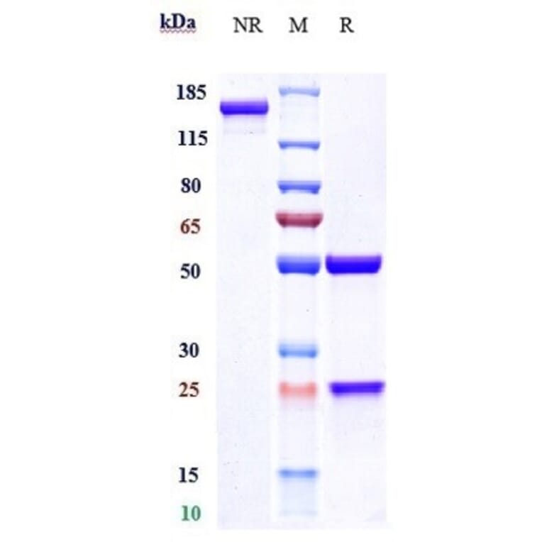 SDS-PAGE - Fremanezumab Biosimilar - Anti-CGRP-I Antibody - Low endotoxin, Azide free (A323461) - Antibodies.com