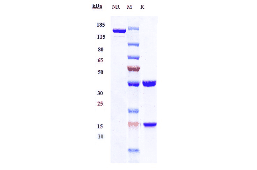 SDS-PAGE - Fresolimumab Biosimilar - Anti-TGF beta 1 Antibody - Low endotoxin, Azide free (A323462) - Antibodies.com