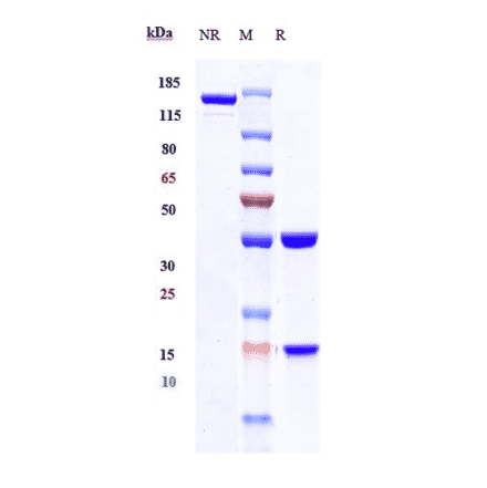 SDS-PAGE - Fresolimumab Biosimilar - Anti-TGF beta 1 Antibody - Low endotoxin, Azide free (A323462) - Antibodies.com