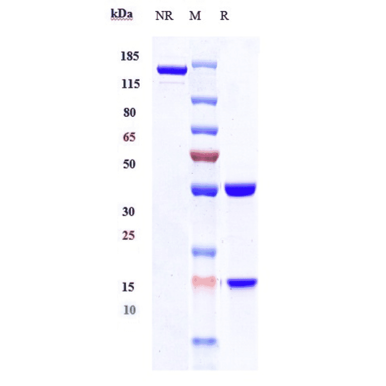 SDS-PAGE - Fresolimumab Biosimilar - Anti-TGF beta 1 Antibody - Low endotoxin, Azide free (A323462) - Antibodies.com