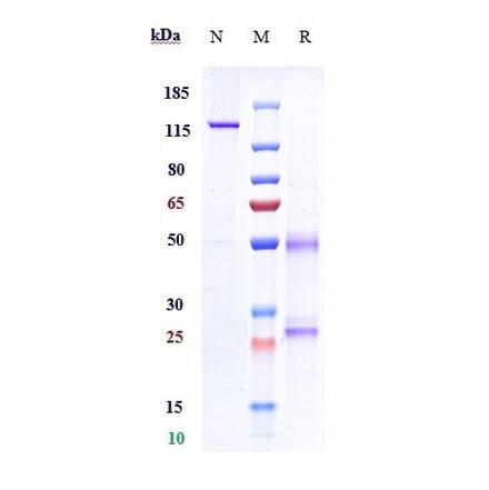 SDS-PAGE - Fulranumab Biosimilar - Anti-NGF Antibody - Low endotoxin, Azide free (A323464) - Antibodies.com