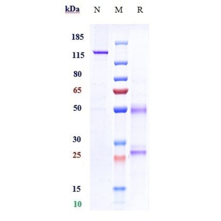 SDS-PAGE - Fulranumab Biosimilar - Anti-NGF Antibody - Low endotoxin, Azide free (A323464) - Antibodies.com
