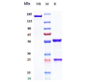 SDS-PAGE - Galcanezumab Biosimilar - Anti-CGRP-I Antibody - Low endotoxin, Azide free (A323465) - Antibodies.com