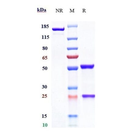 SDS-PAGE - Galcanezumab Biosimilar - Anti-CGRP-I Antibody - Low endotoxin, Azide free (A323465) - Antibodies.com