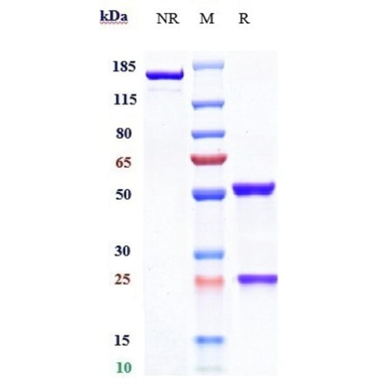 SDS-PAGE - Galcanezumab Biosimilar - Anti-CGRP-I Antibody - Low endotoxin, Azide free (A323465) - Antibodies.com