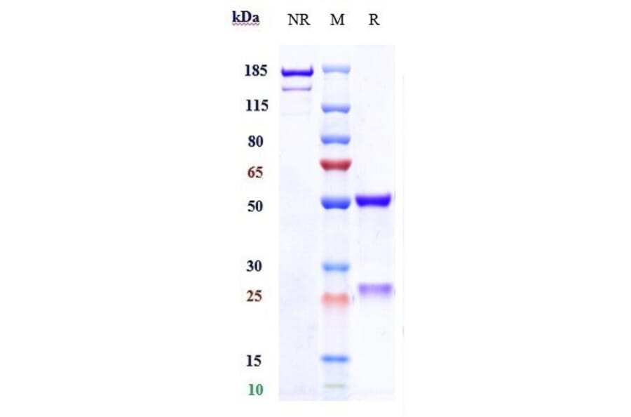 SDS-PAGE - Galiximab Biosimilar - Anti-CD80 Antibody - Low endotoxin, Azide free (A323466) - Antibodies.com