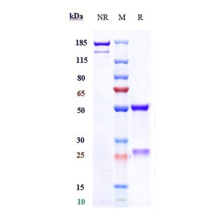 SDS-PAGE - Galiximab Biosimilar - Anti-CD80 Antibody - Low endotoxin, Azide free (A323466) - Antibodies.com