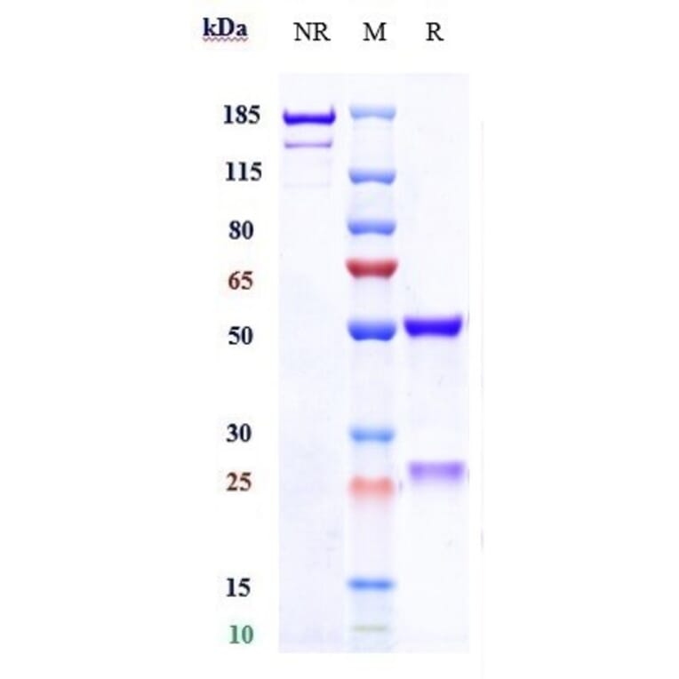 SDS-PAGE - Galiximab Biosimilar - Anti-CD80 Antibody - Low endotoxin, Azide free (A323466) - Antibodies.com