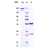 SDS-PAGE - Galiximab Biosimilar - Anti-CD80 Antibody - Low endotoxin, Azide free (A323466) - Antibodies.com