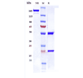 SDS-PAGE - Ganitumab Biosimilar - Anti-IGF1 Receptor Antibody - Low endotoxin, Azide free (A323468) - Antibodies.com