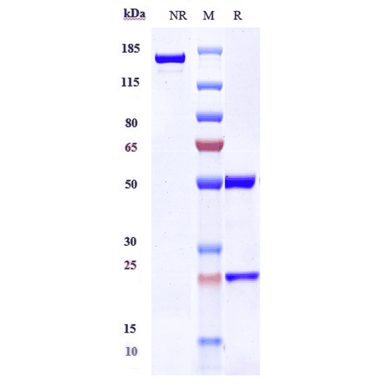 SDS-PAGE - Gantenerumab Biosimilar - Anti-beta Amyloid Antibody - Low endotoxin, Azide free (A323469) - Antibodies.com