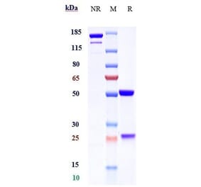 SDS-PAGE - Garadacimab Biosimilar - Anti-Factor XII Antibody - Low endotoxin, Azide free (A323470) - Antibodies.com
