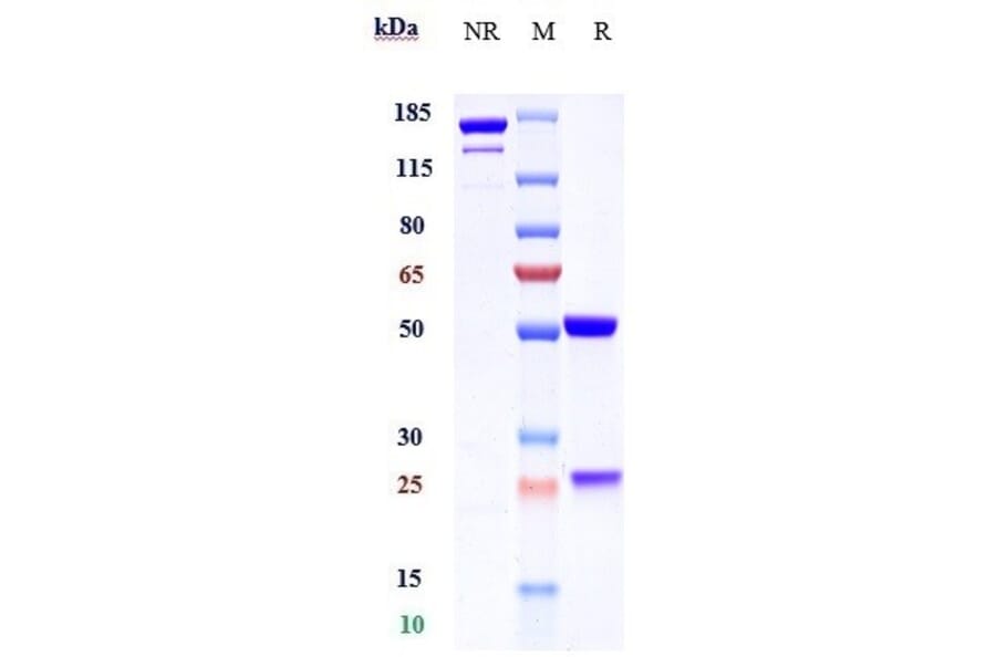 SDS-PAGE - Garadacimab Biosimilar - Anti-Factor XII Antibody - Low endotoxin, Azide free (A323470) - Antibodies.com