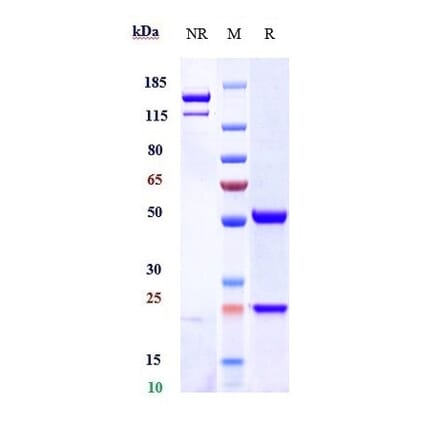 SDS-PAGE - Garetosmab Biosimilar - Anti-Activin A Antibody - Low endotoxin, Azide free (A323471) - Antibodies.com