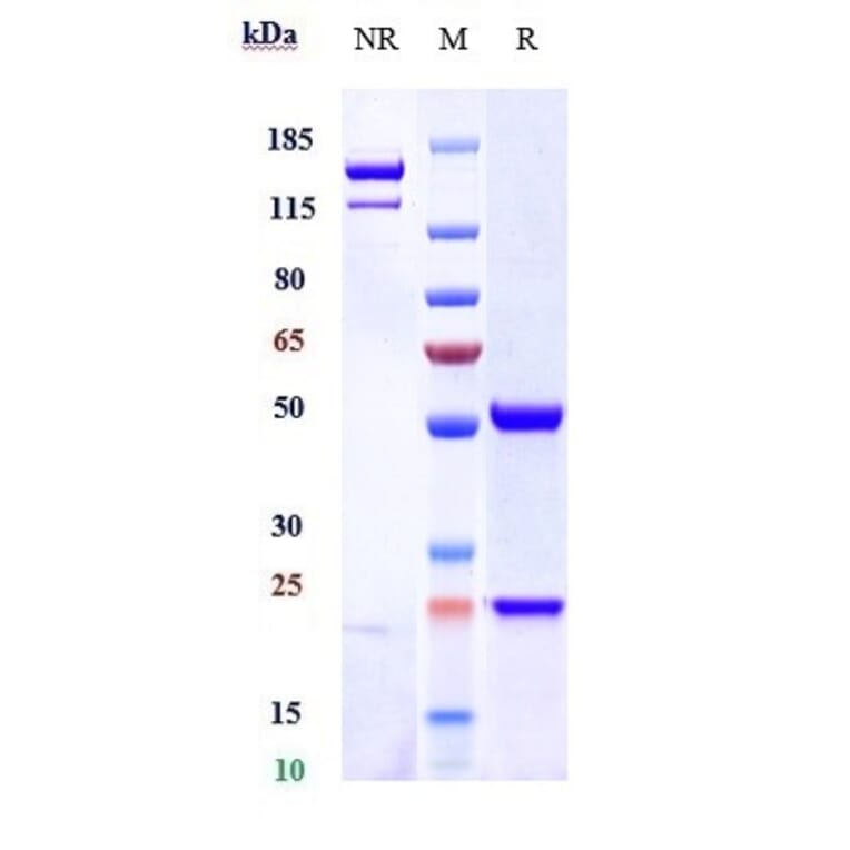 SDS-PAGE - Garetosmab Biosimilar - Anti-Activin A Antibody - Low endotoxin, Azide free (A323471) - Antibodies.com