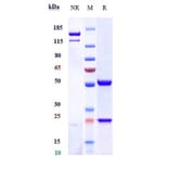 SDS-PAGE - Garetosmab Biosimilar - Anti-Activin A Antibody - Low endotoxin, Azide free (A323471) - Antibodies.com