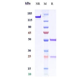 SDS-PAGE - Garivulimab Biosimilar - Anti-PD-L1 Antibody - Low endotoxin, Azide free (A323472) - Antibodies.com
