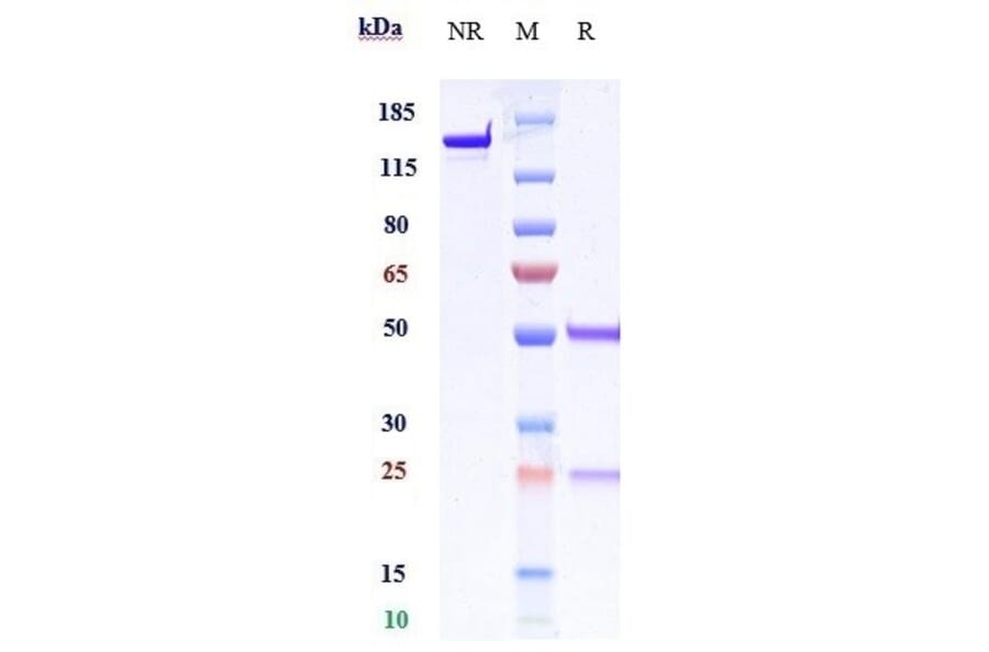 SDS-PAGE - Garivulimab Biosimilar - Anti-PD-L1 Antibody - Low endotoxin, Azide free (A323472) - Antibodies.com