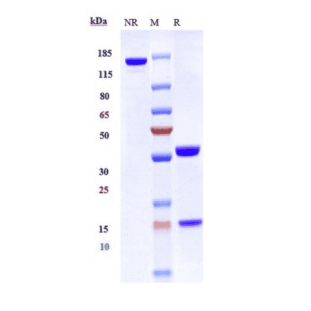 SDS-PAGE - Gatipotuzumab Biosimilar - Anti-MUC1 Antibody - Low endotoxin, Azide free (A323473) - Antibodies.com