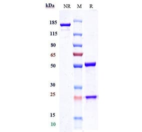 SDS-PAGE - Gatralimab Biosimilar - Anti-CD52 Antibody - Low endotoxin, Azide free (A323474) - Antibodies.com