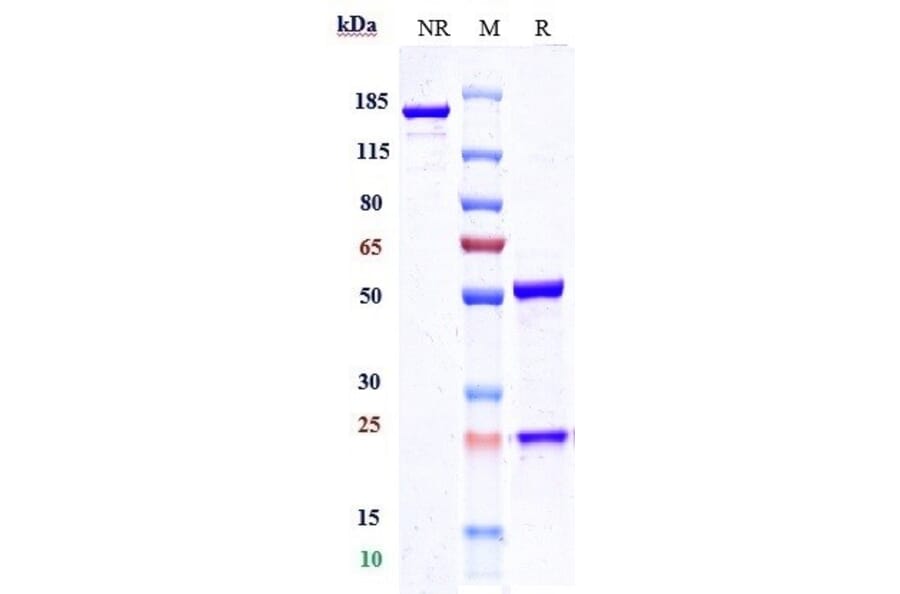 SDS-PAGE - Gatralimab Biosimilar - Anti-CD52 Antibody - Low endotoxin, Azide free (A323474) - Antibodies.com