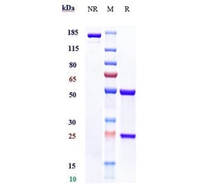 SDS-PAGE - Gemtuzumab Biosimilar - Anti-CD33 Antibody - Low endotoxin, Azide free (A323475) - Antibodies.com
