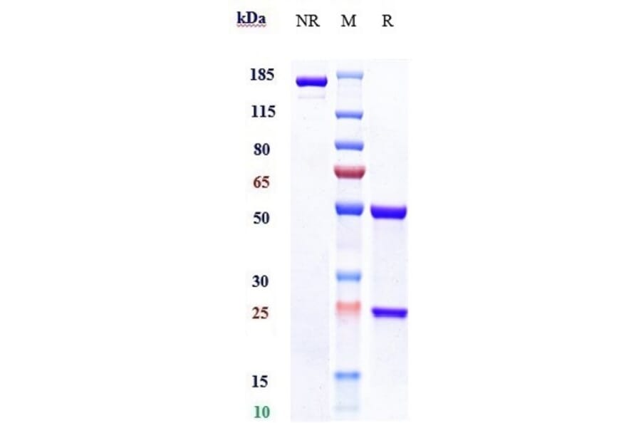 SDS-PAGE - Gemtuzumab Biosimilar - Anti-CD33 Antibody - Low endotoxin, Azide free (A323475) - Antibodies.com