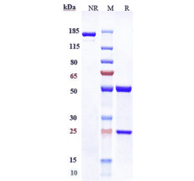 SDS-PAGE - Gemtuzumab-CLM Biosimilar - Anti-CD33 Antibody - Low endotoxin, Azide free (A323476) - Antibodies.com